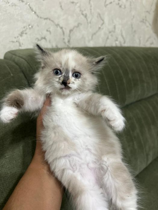 Котята в хорошие руки