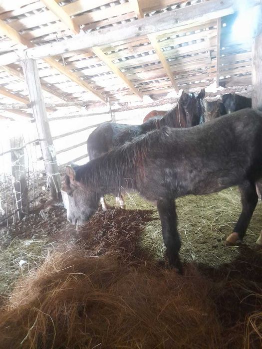 Еркек Кунан сатамын