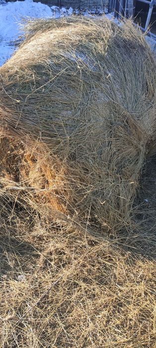 Продам сено житняк