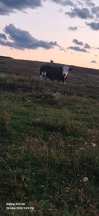 Vând juninci gestante de rasă holstein
