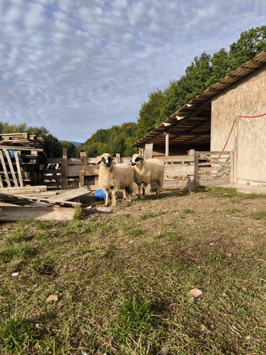 Multe detalii la numărul de telefon
