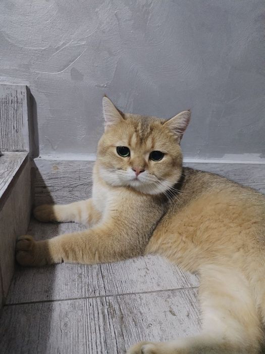 Шиншилла котята Toza shinshilla bolalari