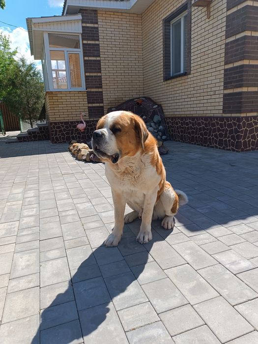 Сенбернар ( вязка ) ! Кобель, 5 лет.