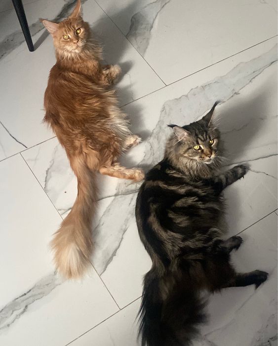 Котята мейн кун в Астане