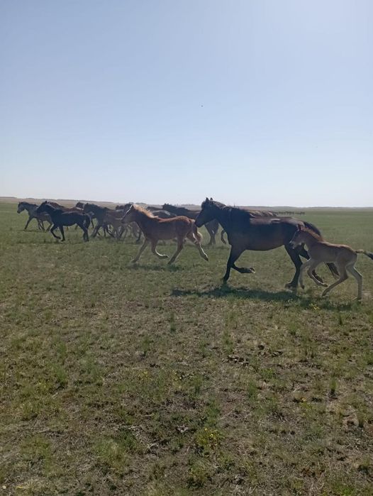Продам кобылу с жеребенком