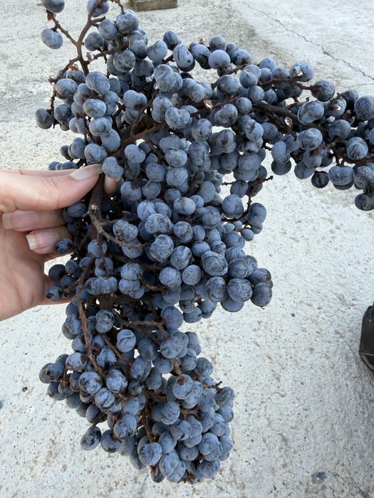 Семена студоустойчива палма Трахикарпус