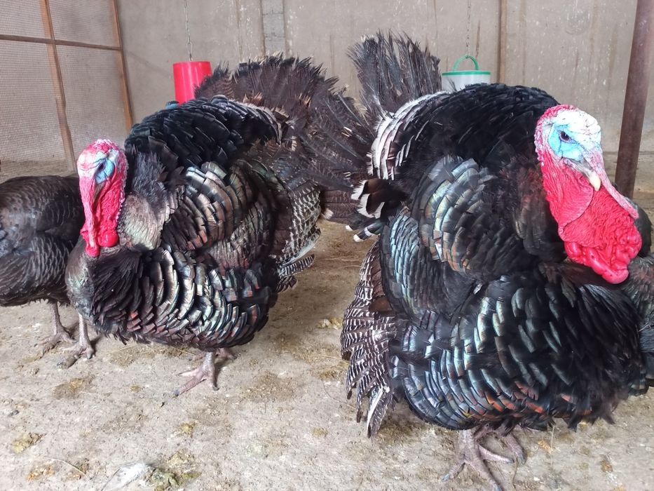 Индюки -Күрке тауық.