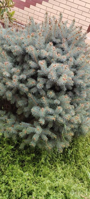 Goluboy el  Picea pungens