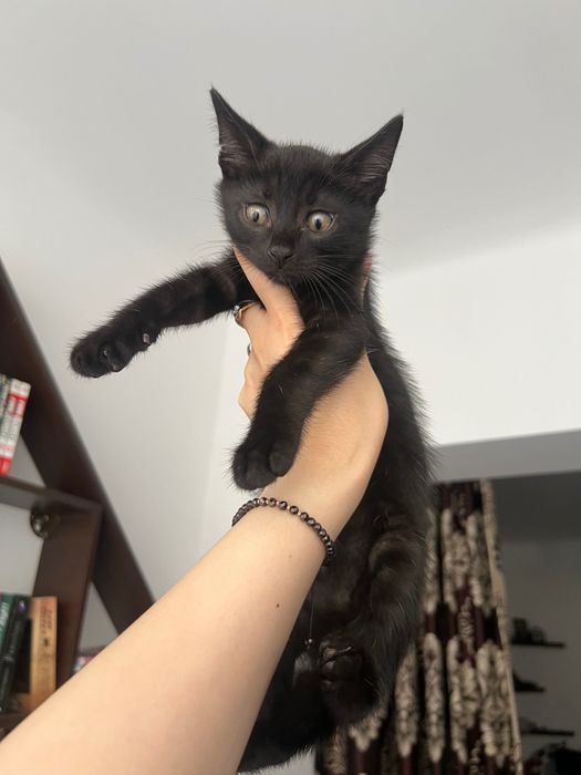 Adopție motănel