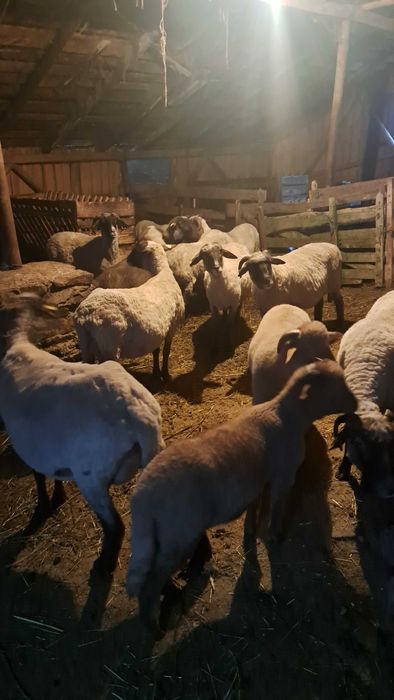Oi de vanzare ‼️‼️