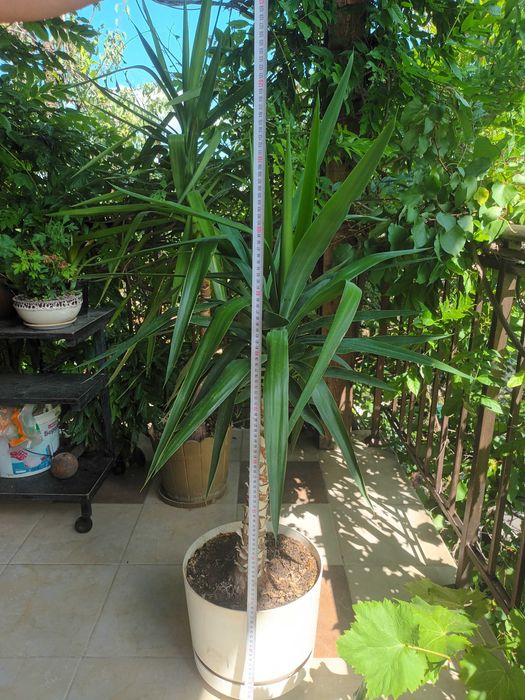 Стайна палма юка многогодишна