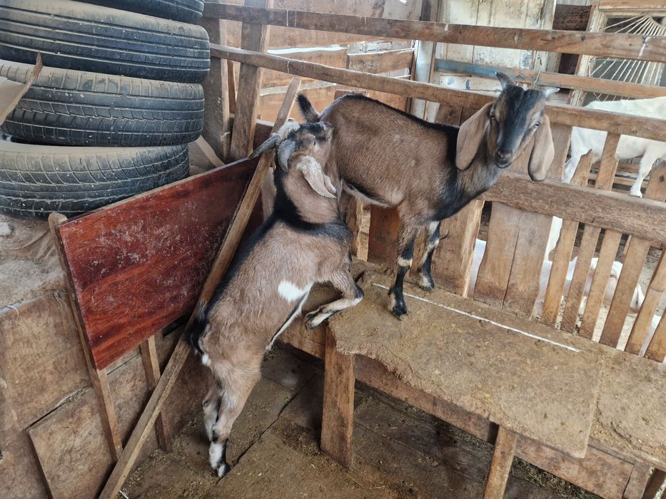 2 теке лақтар сатылады