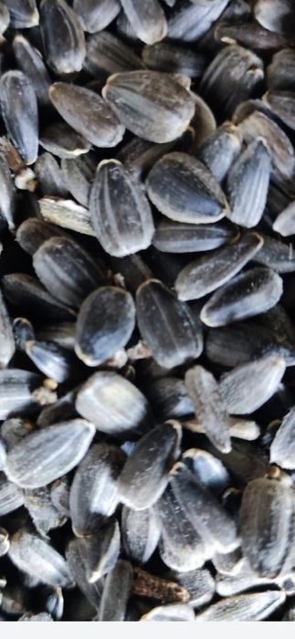 Vănd floarea soarelui la prețu de 2,50 / kg