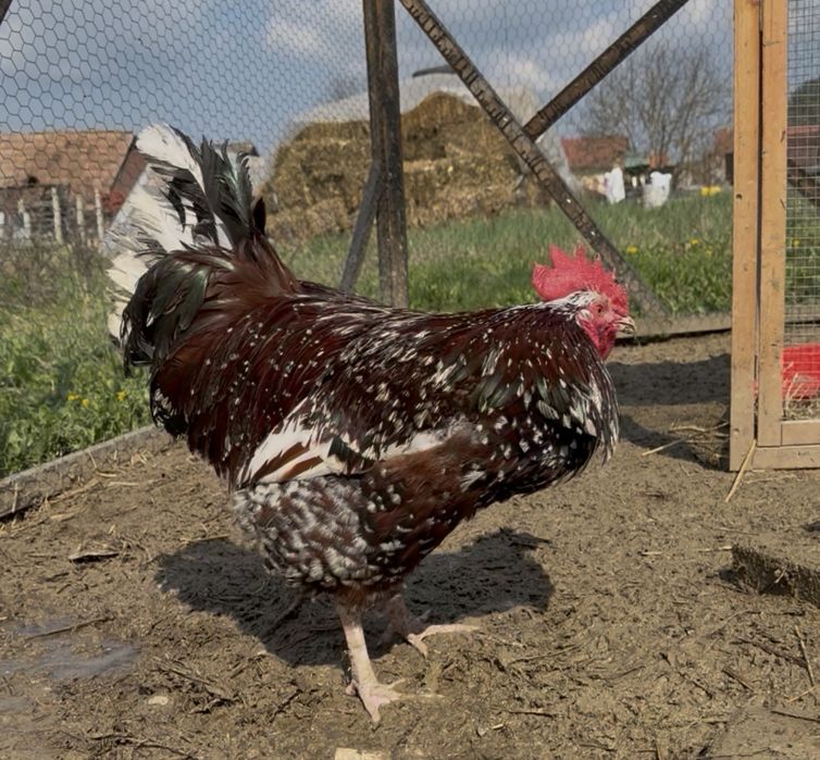 Pereche Sussex Porțelan gaina si cocosi  schimb