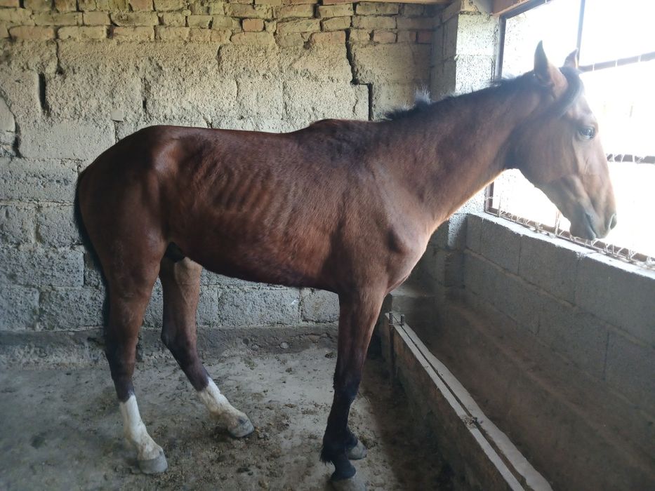 Мынгы кунан 2жас