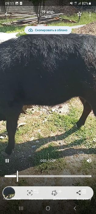 Қашар сатылады семіз.