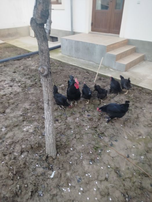 Qora tovuq tuxumlari bor