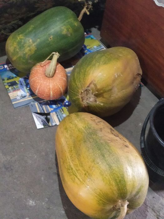 Продам тыкву домашнюю
