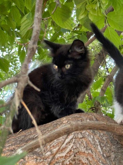 Кошка с котятами