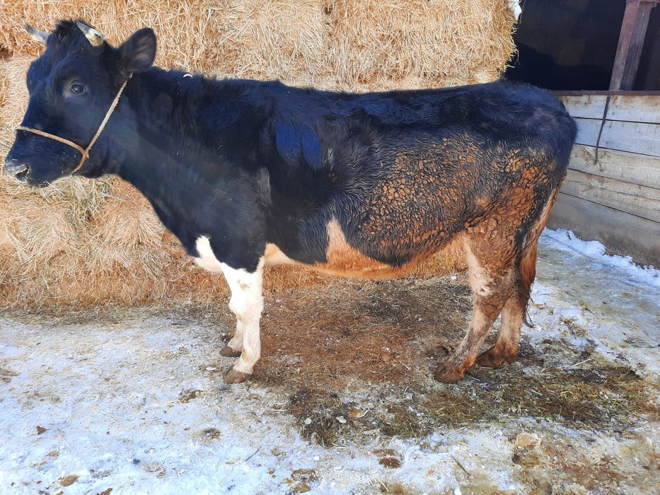 Сиыр сатылады семіз