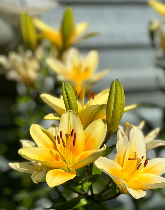 Продам цветы многолетние