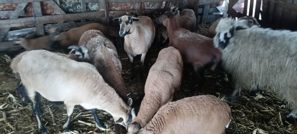 Oi de Camerun cu miei