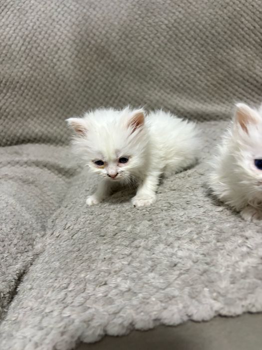 Персийски котенца