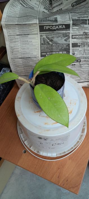 Продам цветы домашние