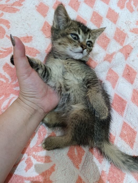 Продается котёнок девочка Скоттиш страйт.