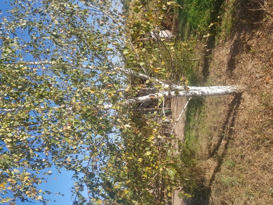 Platan mesteacăn cedru plante