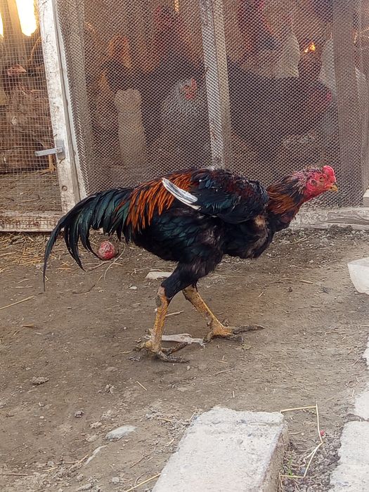 Dakang xuroz sotiladi sogʻligi hammasi joyida yep ichishga garantiya