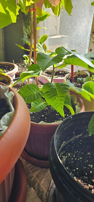 Продам цветы. Цветов очень многл.