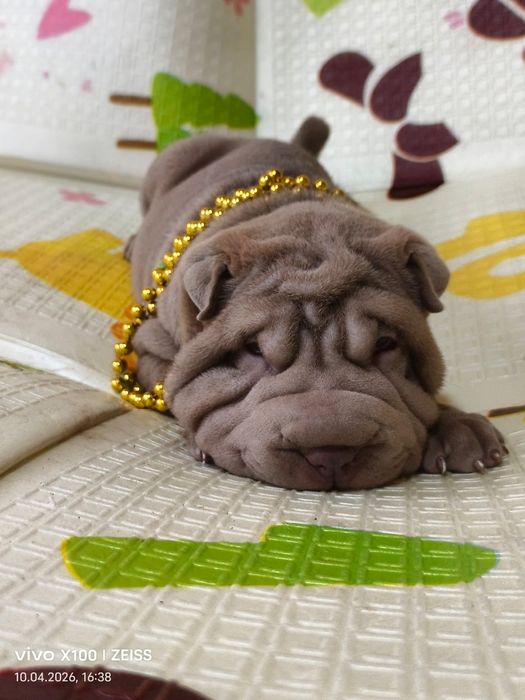 Очаровательные щенки шарпея.