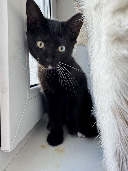Дарю котенка 3 месяца