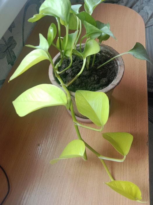 Цветок Эпипремнум Голден