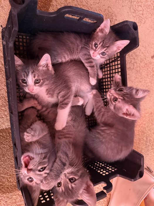 Котята в добрые руки!!!
