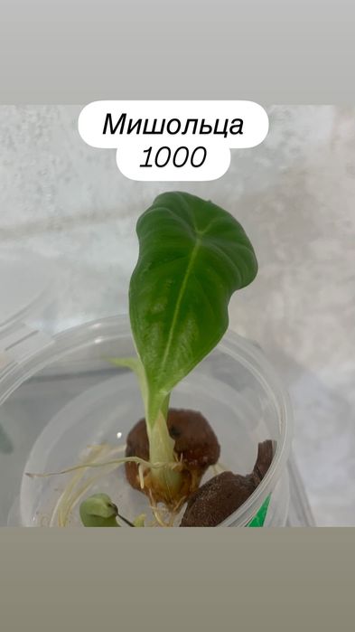 Детки алоказий разные.