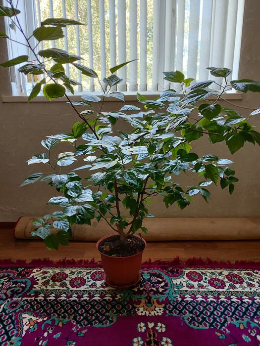 Продам китайскую розу