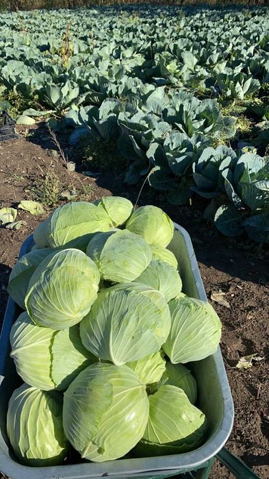 Răsaduri de legume direct de la producător AXIUC