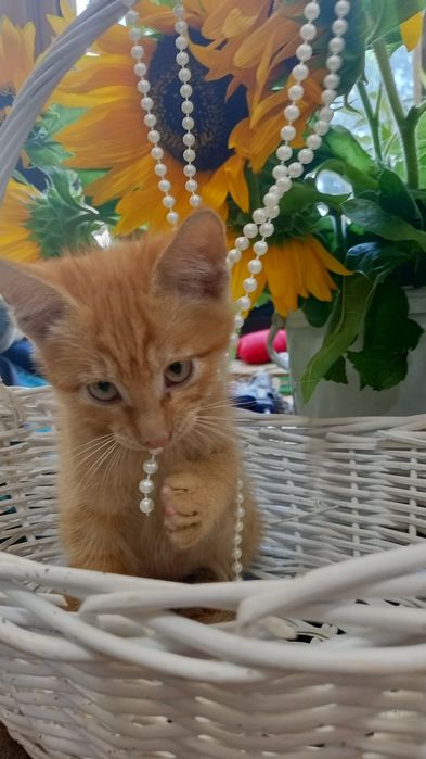 Котята в добрые ручки