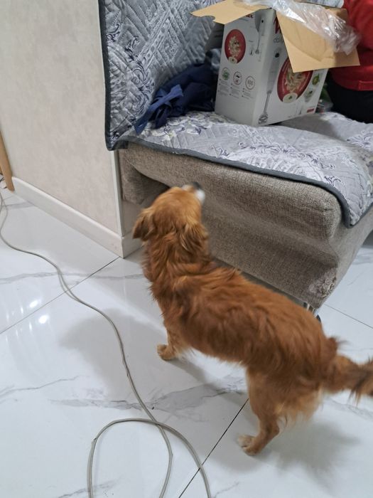 Нашлась Собака мальчик