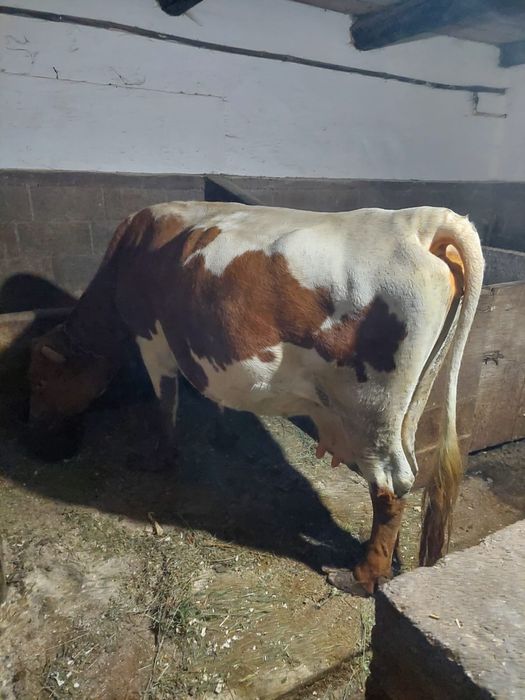 Vaca de vanzare