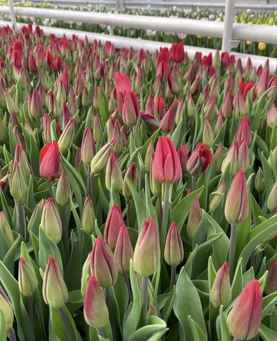 Предзаказ на тюльпаны