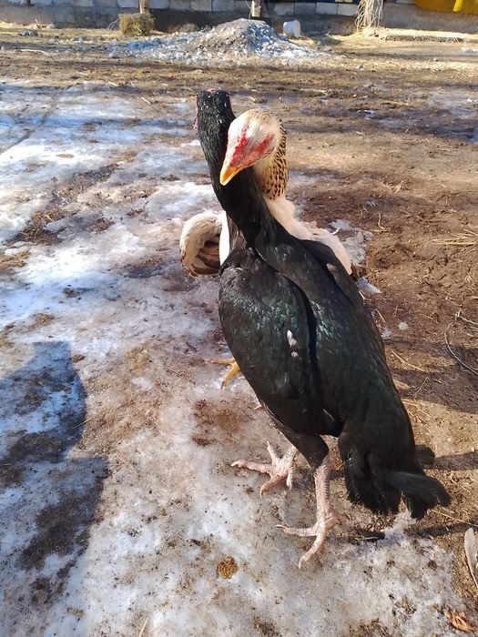 Дакан тауық тар сатлат