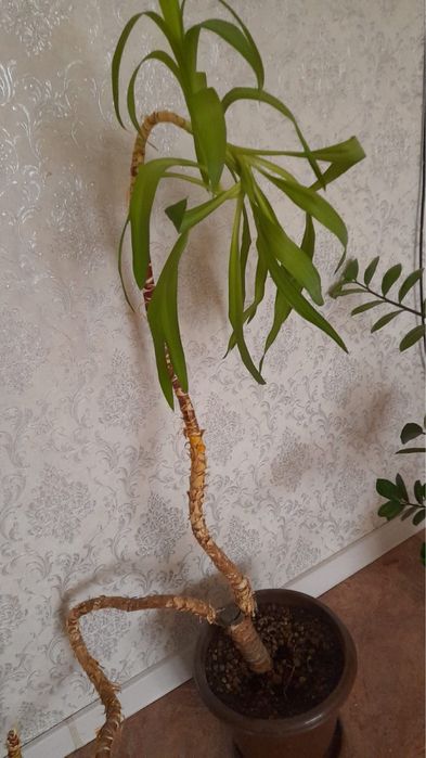 Продам растение пальма