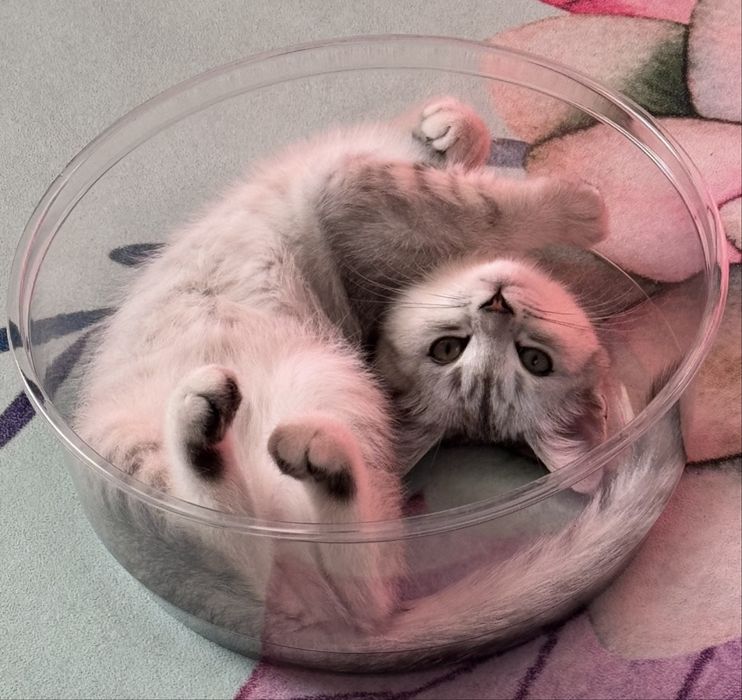 Продам котенка скоттиш страйт