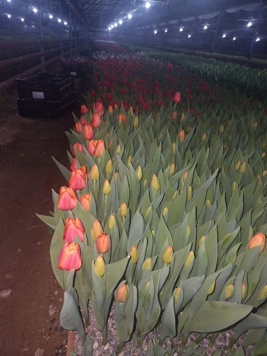 Тюльпаны отборные крупные