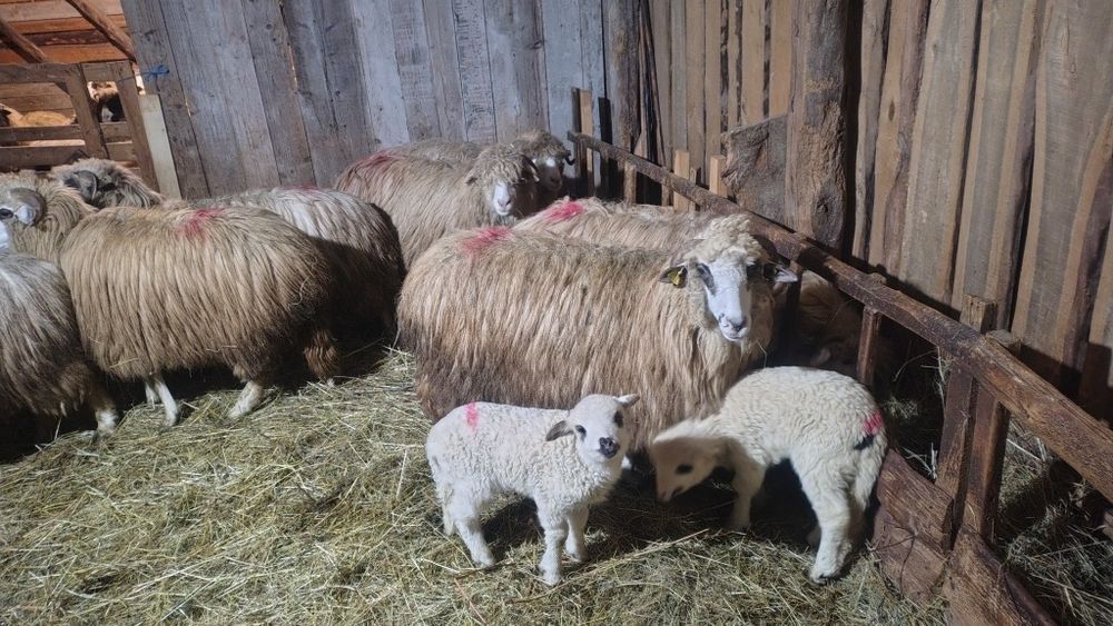 Oi  alese de vânzare