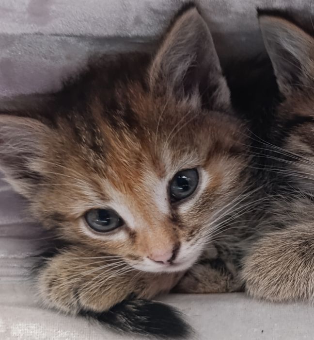 Котенок. Найденыши ищут дом
