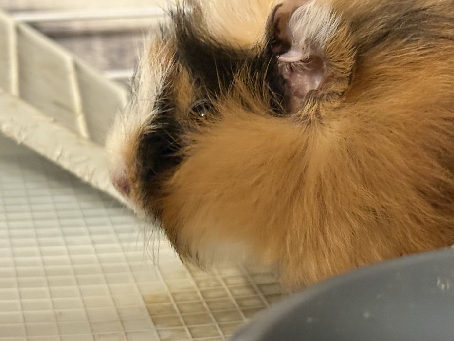 Морская свинка девочка